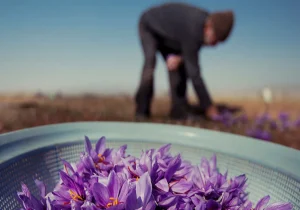 فروش ۱۰۹ کیلوگرم زعفران نگین در بازار قراردادهای آتی بورس کالا