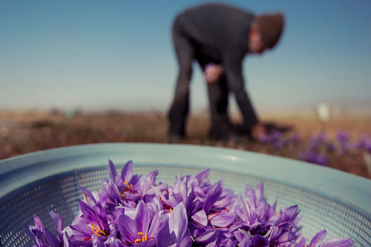 فروش ۱۰۹ کیلوگرم زعفران نگین در بازار قراردادهای آتی بورس کالا