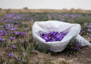 ۷۷ کیلوگرم زعفران نگین در بازار آتی بورس کالا معامله شد.